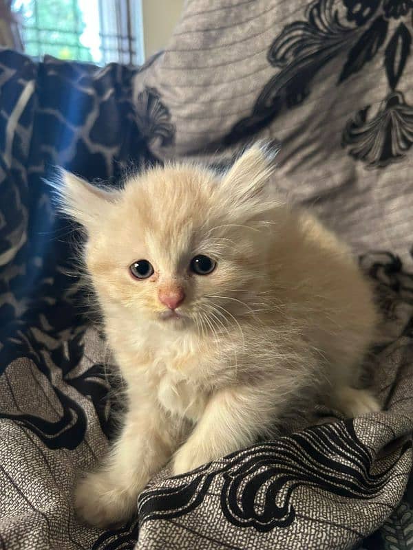 persian kitten 0