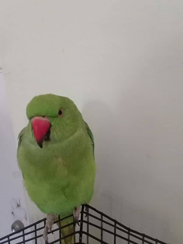 ring neck parrot hand tamed 0