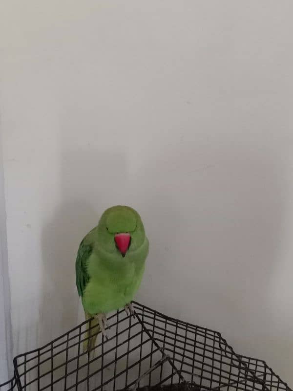 ring neck parrot hand tamed 1