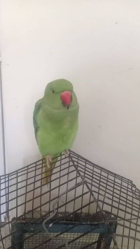 ring neck parrot hand tamed 2