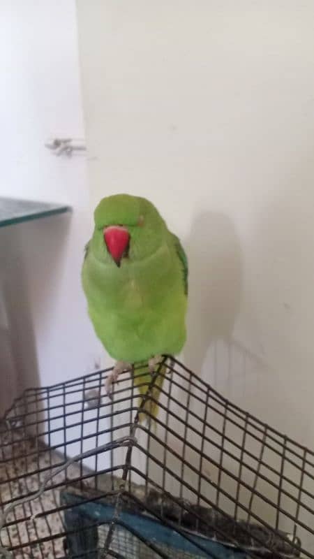 ring neck parrot hand tamed 3