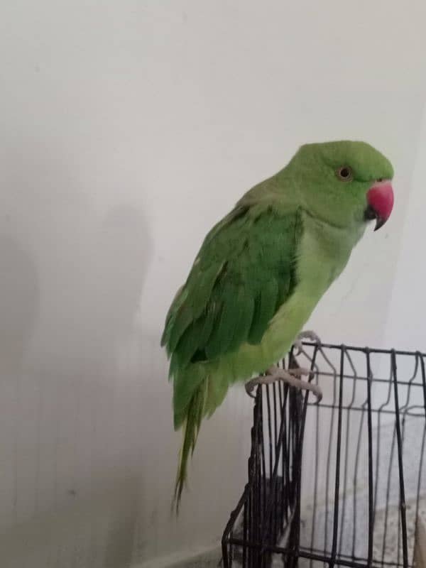 ring neck parrot hand tamed 4