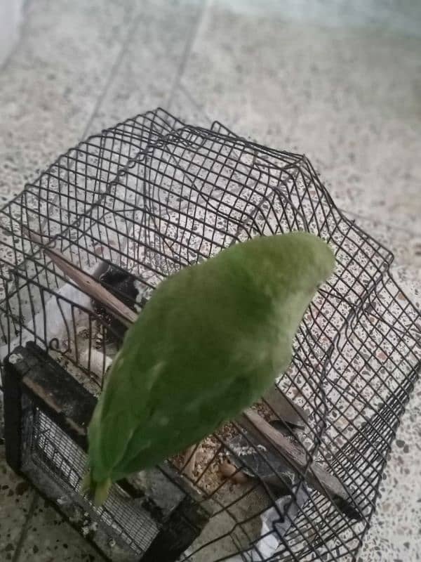 ring neck parrot hand tamed 5