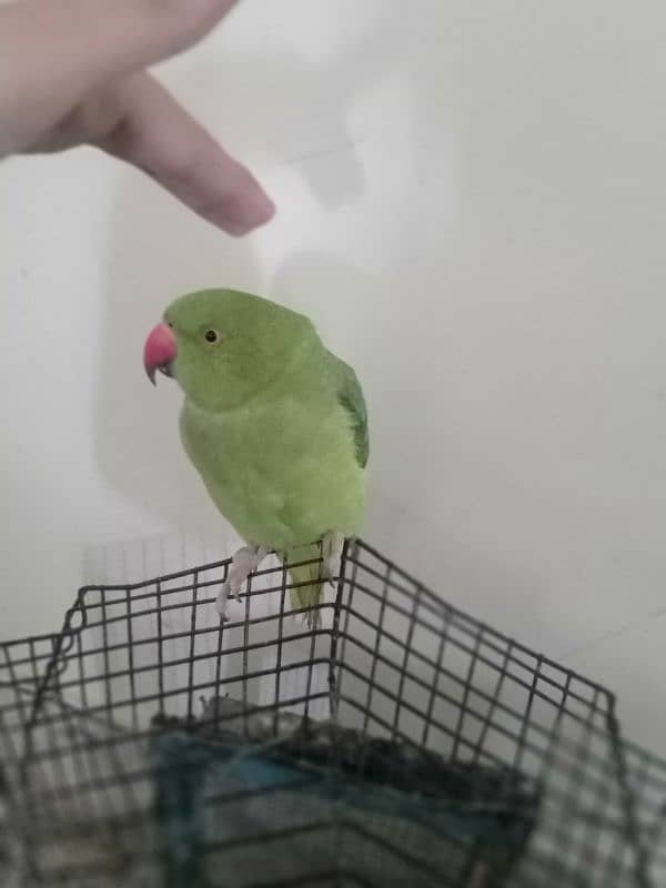 ring neck parrot hand tamed 6