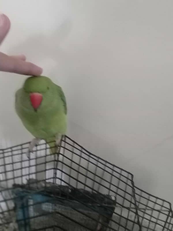 ring neck parrot hand tamed 7