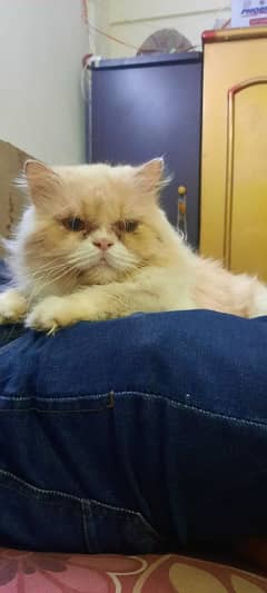 Persian cat for sale male or female my WhatsApp 0318=86=38.101