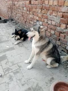 2 male Husky available