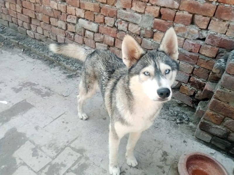 2 male Husky available 1