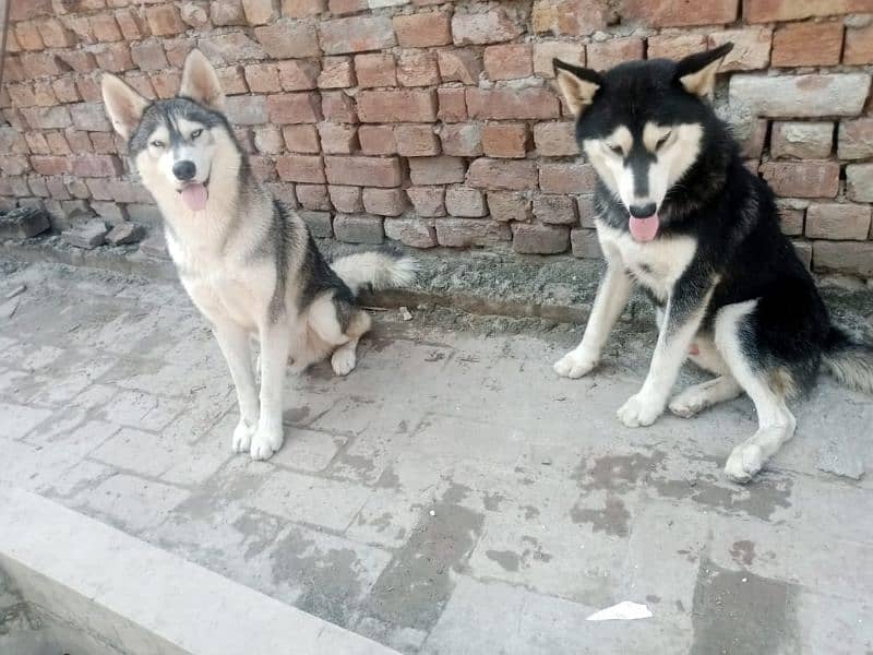 2 male Husky available 2