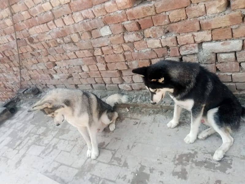 2 male Husky available 3