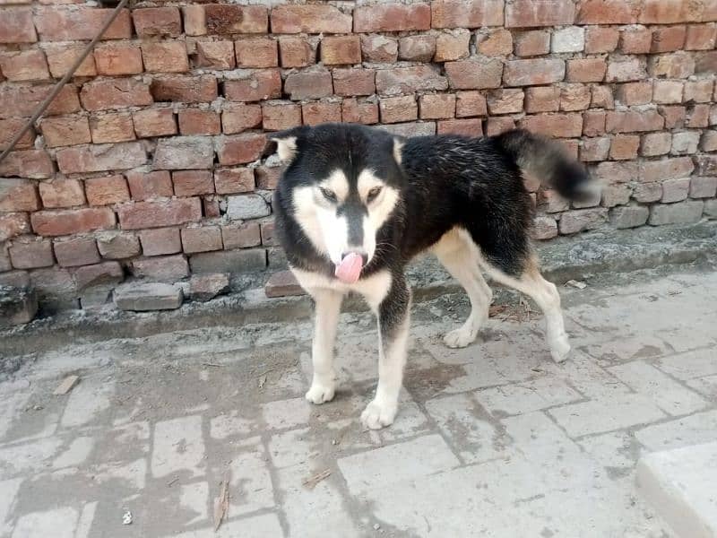 2 male Husky available 4