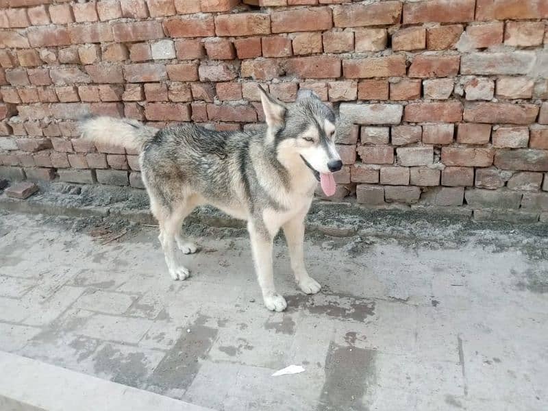 2 male Husky available 5