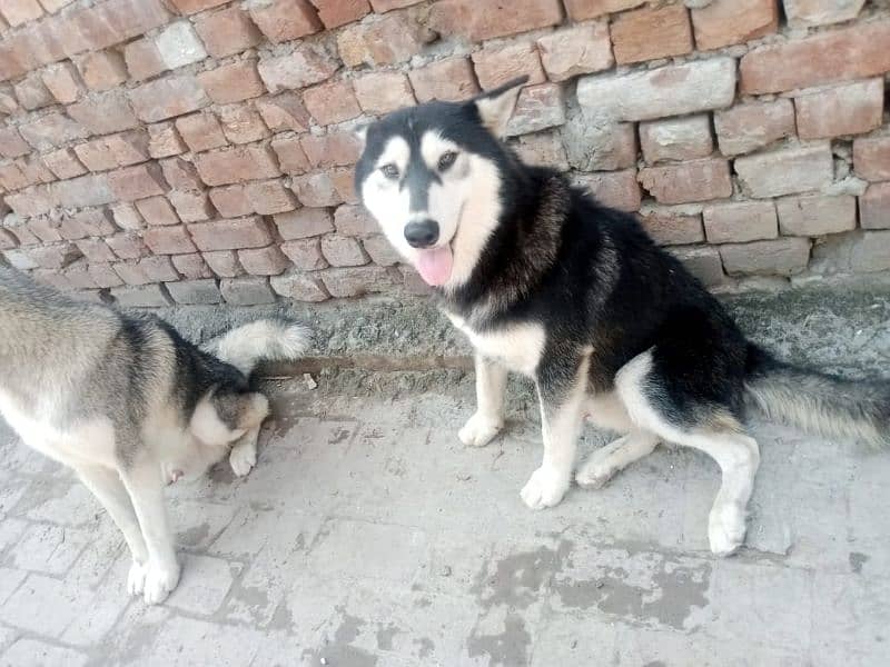 2 male Husky available 6