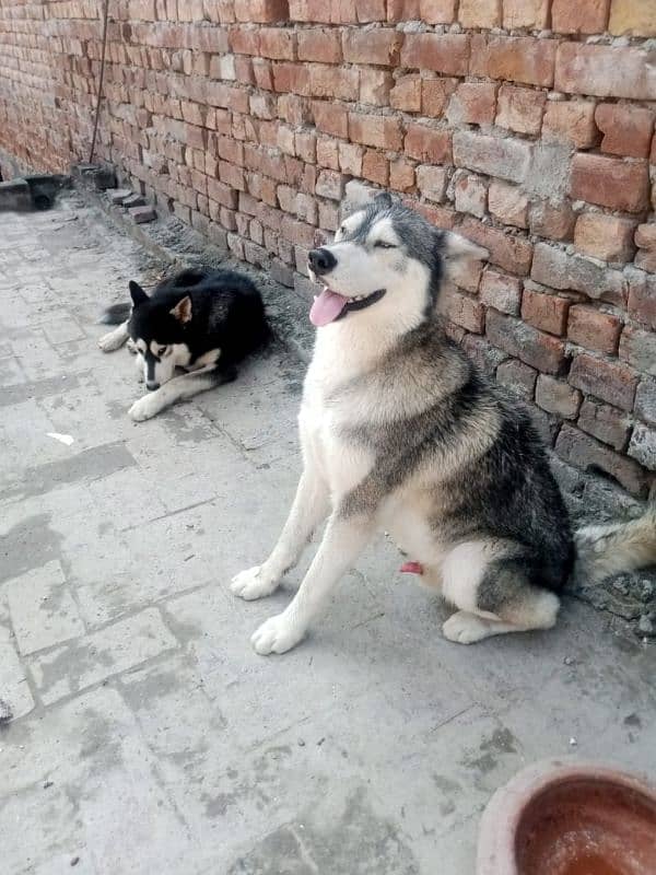 2 male Husky available 7