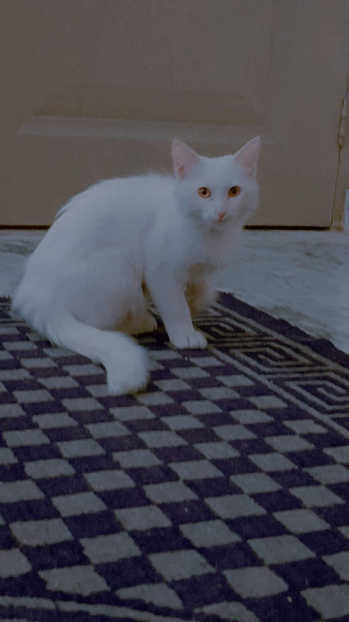 Perian cat Male 3