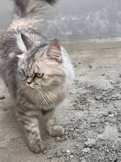 Persian female cat