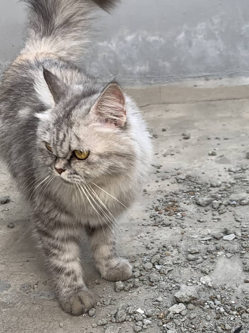 Persian female cat 0