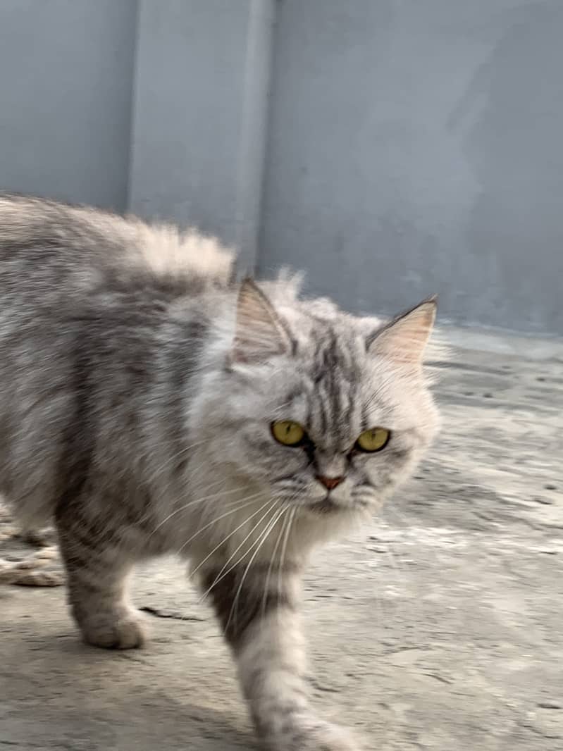 Persian female cat 1