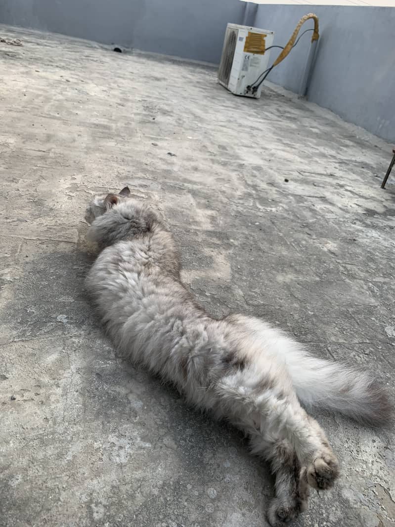 Persian female cat 3