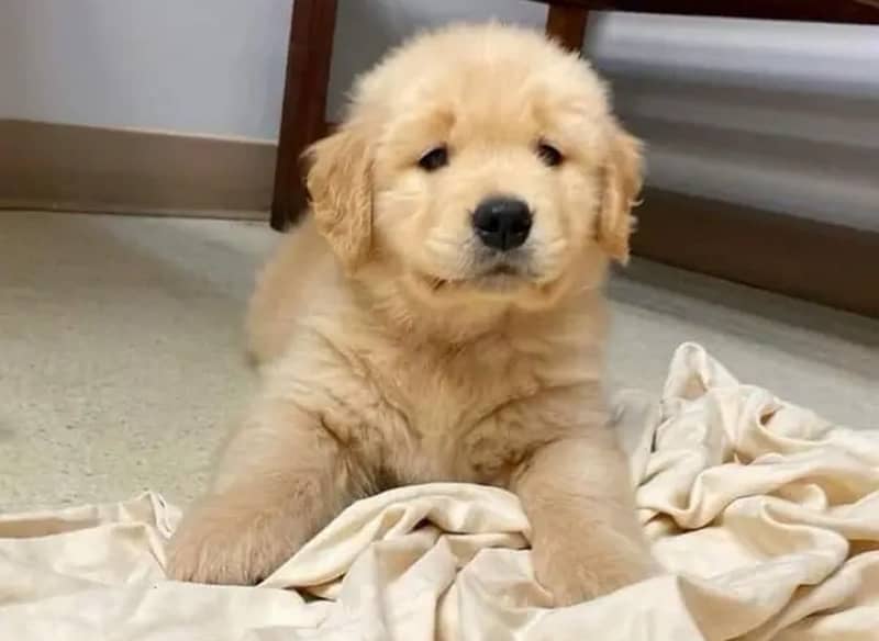 golden retriever original American puppies are available for sale 1