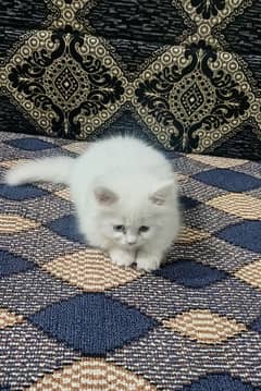 persion double long coat female cat .