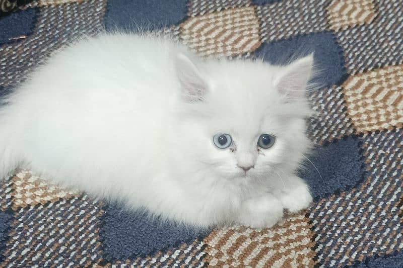 persion double long coat female cat . 1