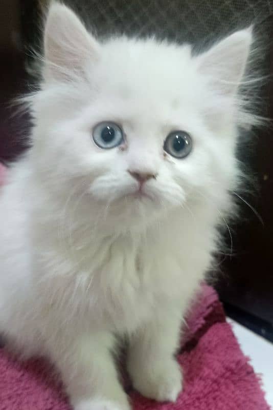 persion double long coat female cat . 2