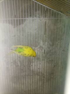 Budgie