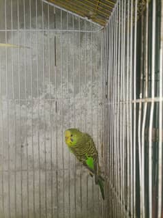 Budgie breedar pair for sale