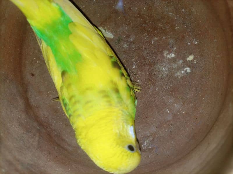 Budgie breedar pair for sale 2