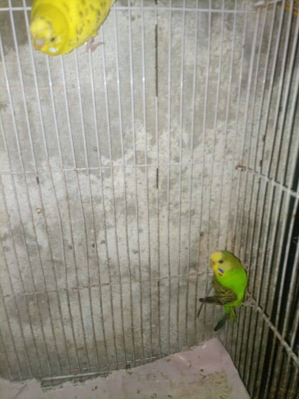 Budgie breedar pair for sale 3