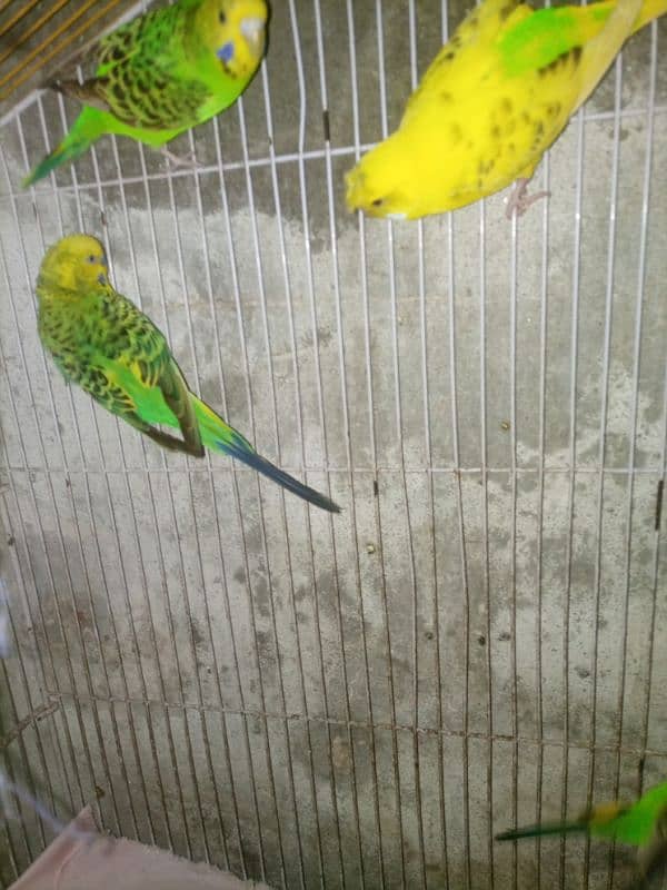 Budgie breedar pair for sale 4