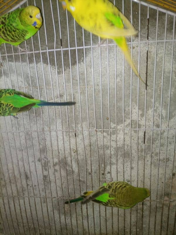 Budgie breedar pair for sale 5