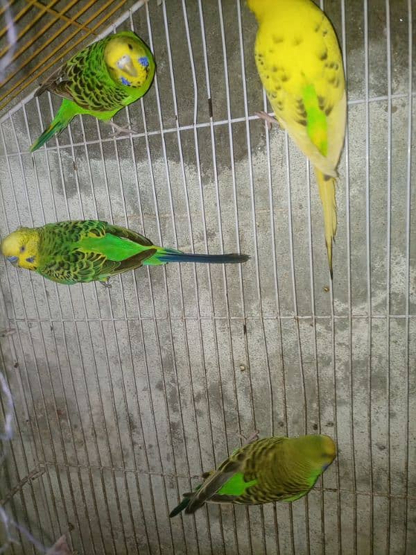 Budgie breedar pair for sale 6