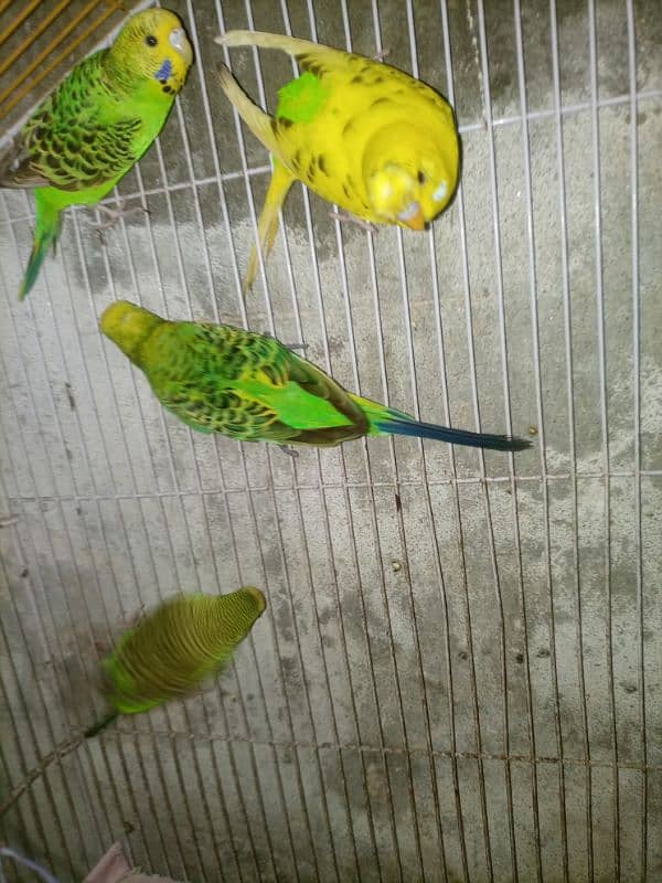 Budgie breedar pair for sale 7