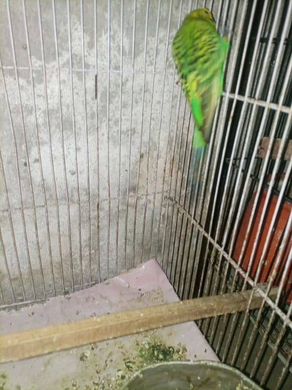 Budgie breedar pair for sale 8