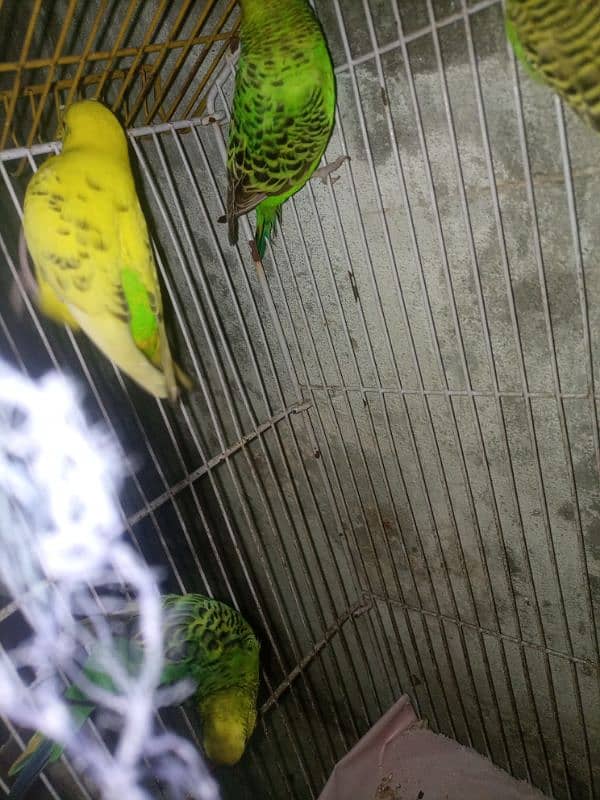 Budgie breedar pair for sale 9