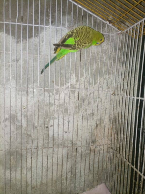 Budgie breedar pair for sale 10