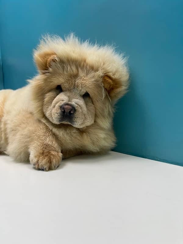 Chow chow imported pedigree puppy available for sale 1