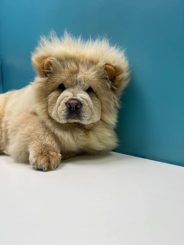 Chow chow imported pedigree puppy available for sale 2