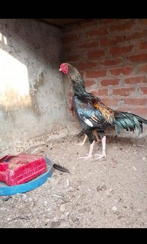 kamalia x hint murgha eggs for sale 0