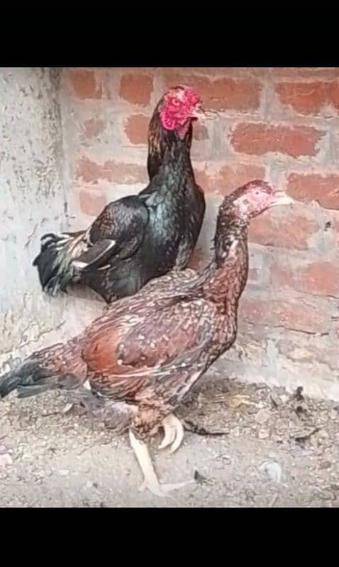 kamalia x hint murgha eggs for sale 1