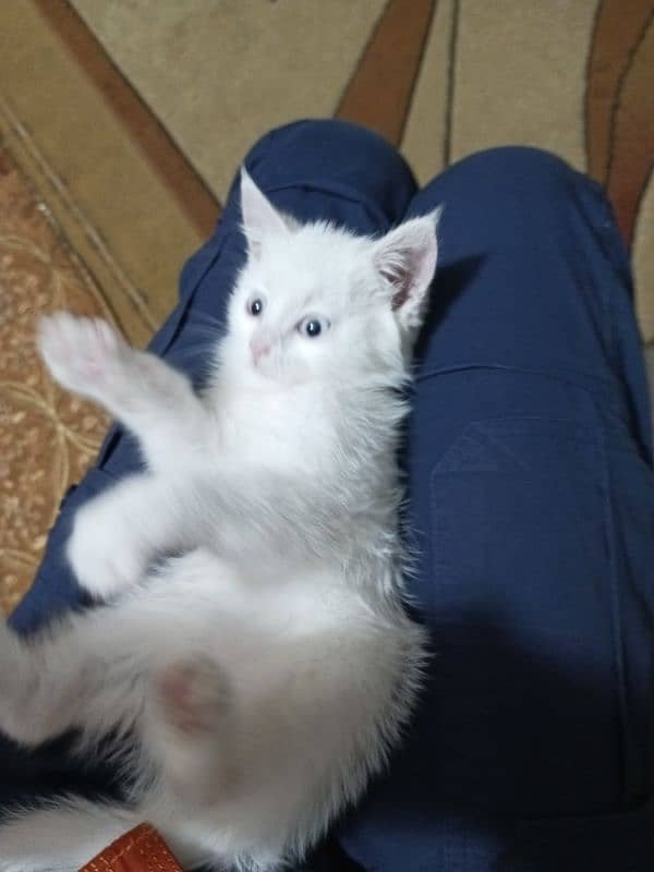 blue eyes persion baby kitten age 2 months 2