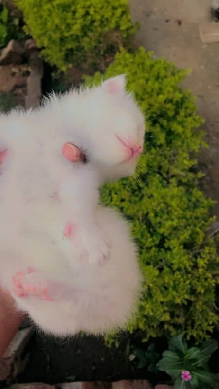 Persian white kitten 0