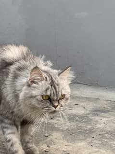 Persian female cat