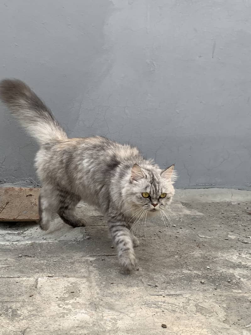 Persian female cat 2