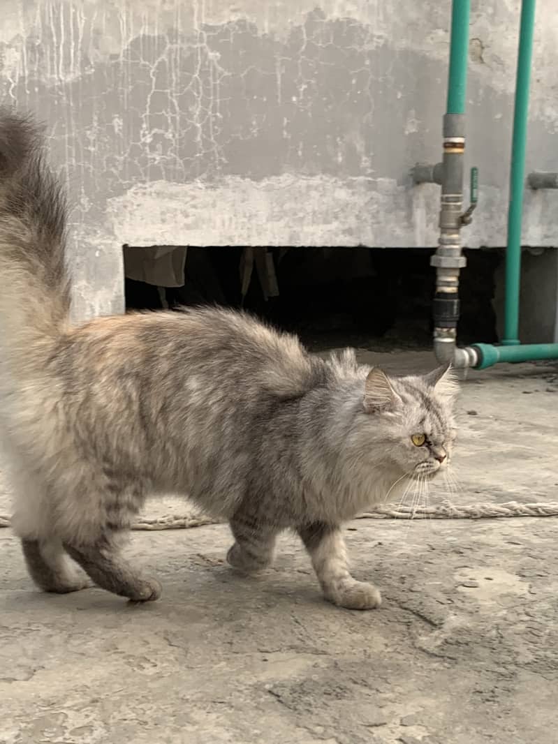 Persian female cat 3