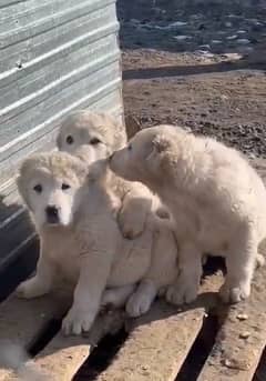 Alabai Central Asian Shepherd pure original breed available for sale