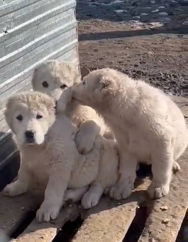 Alabai Central Asian Shepherd pure original breed available for sale 1