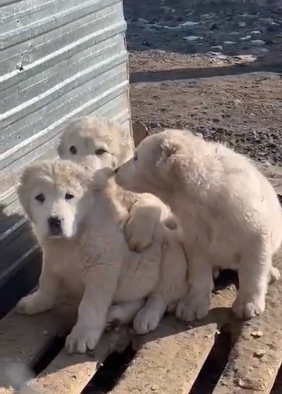 Alabai Central Asian Shepherd pure original breed available for sale 3